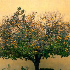 Vibrant persimmon tree laden with fruits against a textured yellow wall.